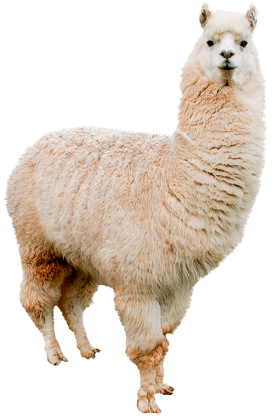 itlama